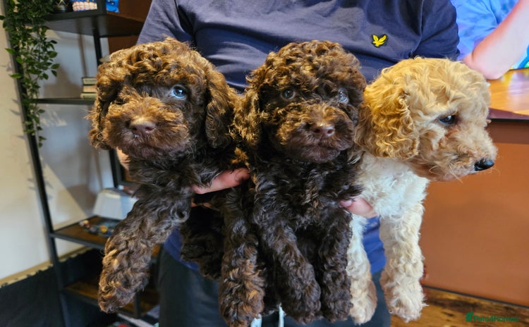 Miniature Poodle dogs - Advert 8