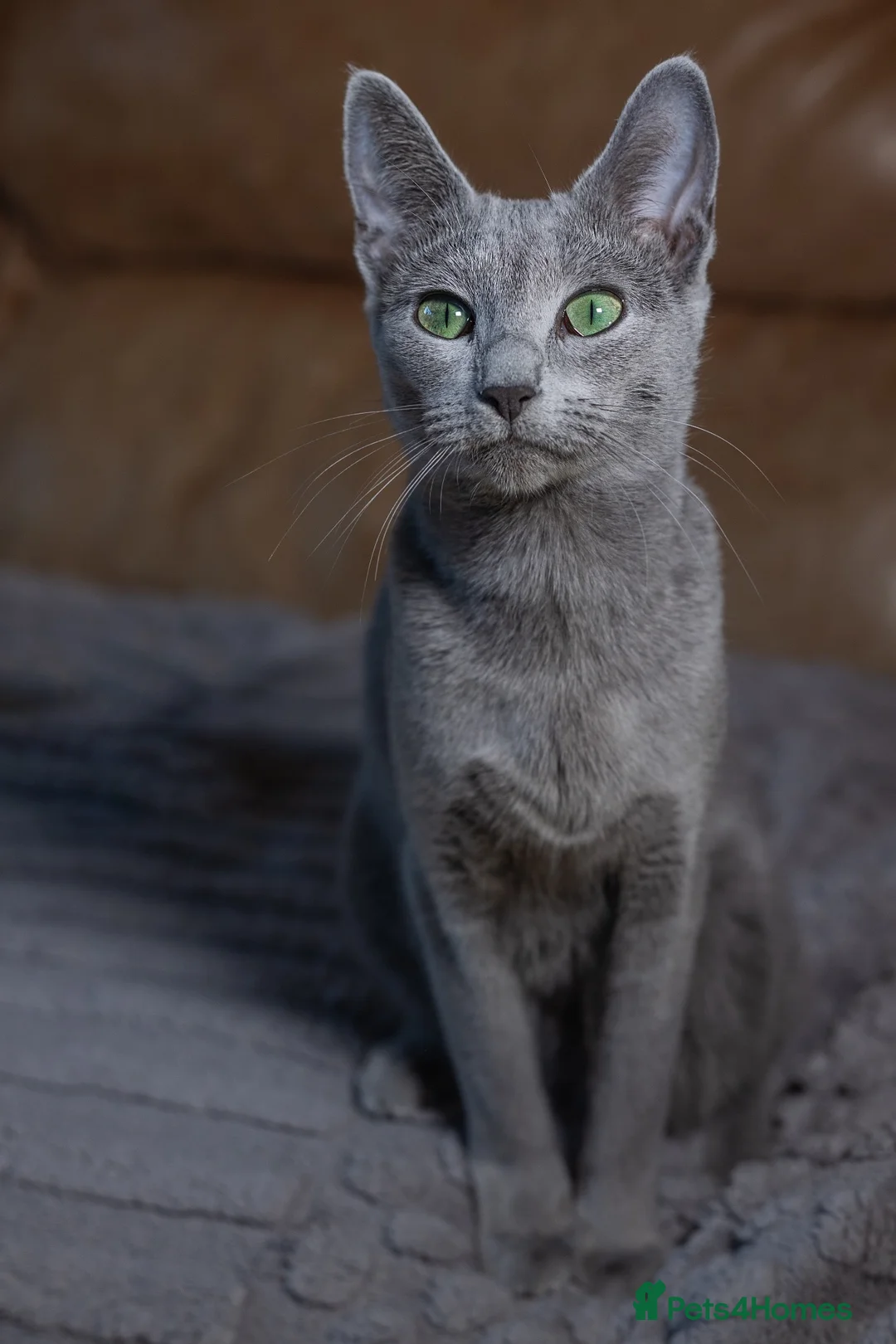 Russian Blue cats for sale: TICA registered pedigree russian blue kittens - Advert 18