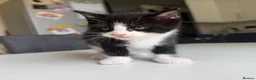 Maine Coon cats for sale: TORTOISESHELL MAINE COON X KITTENS - Advert 24