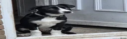 Border Collie dogs for sale: Male border collie - Advert 3