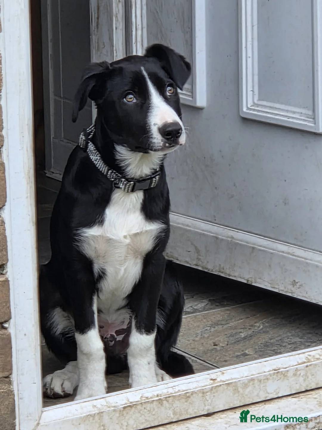 Border Collie dogs for sale: Male border collie - Advert 3