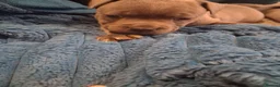 Staffordshire Bull Terrier dogs for sale: 3 beautiful blue Staffordshire terrier pups in Spalding - Advert 8