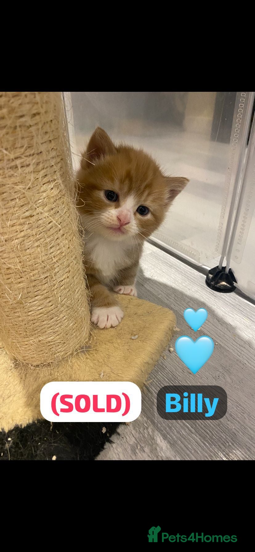 Mixed Breed cats 1 stunning boy kitten remaining🩵 - Advert 2