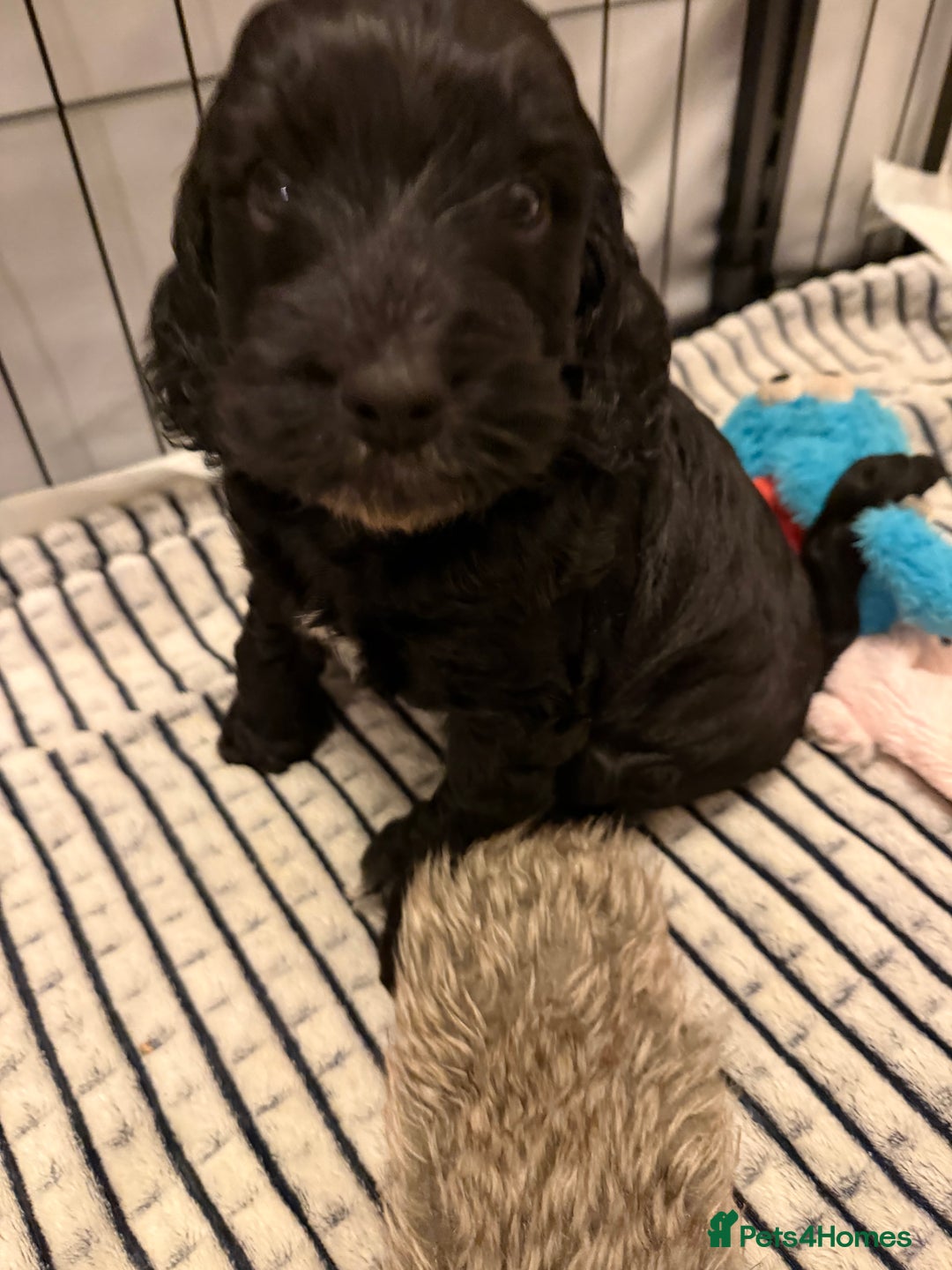 Cockapoo dogs for sale: 🐾💕 Exceptional F2 Cockapoo Puppies💕🐾 - Advert 14