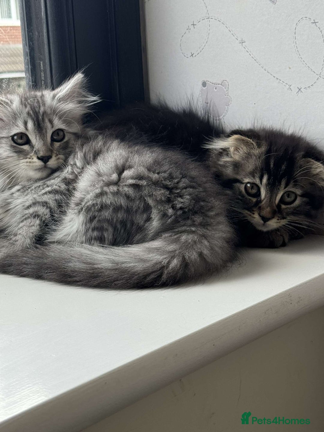 Scottish Fold cats for sale: beautiful Scottish Fold×Nebelung Kittens in Liverpool - Image 10