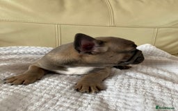 French Bulldog dogs for sale: Beautiful French Bulldogs Puppies for Sale  - Image 14