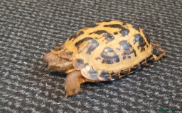 Tortoise reptiles for sale: FREE MALE HERMANN TORTOISE  (gone pending pick up) - Image 2