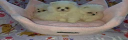 Pomeranian dogs for sale: 3 gorgeous, small white Pomeranians ready now!! - Advert 23