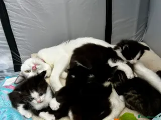 Mixed Breed cats Litter of gorgeous kittens - Advert 2