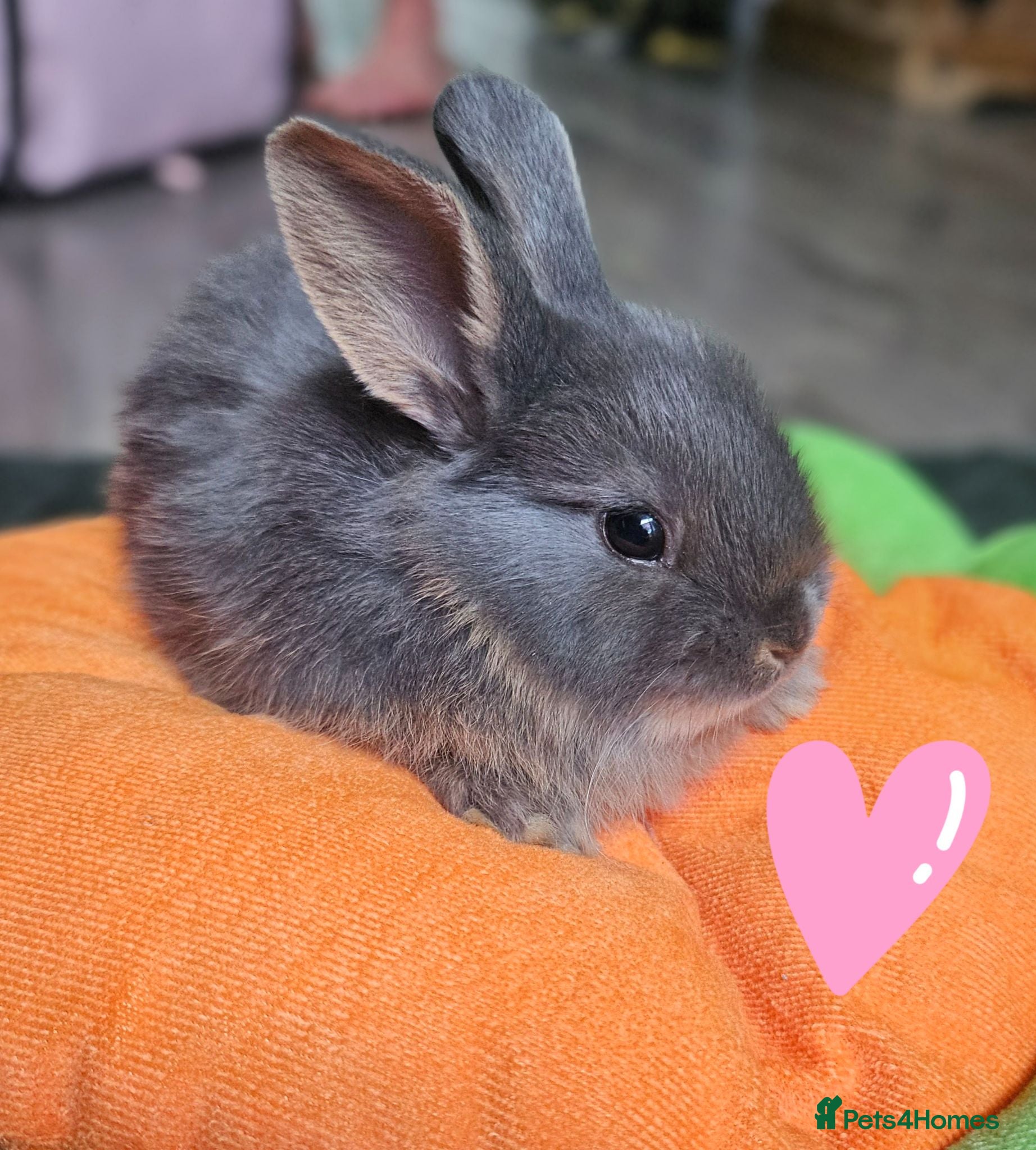 Mixed Breed rabbits Baby rabbits  - Advert 1
