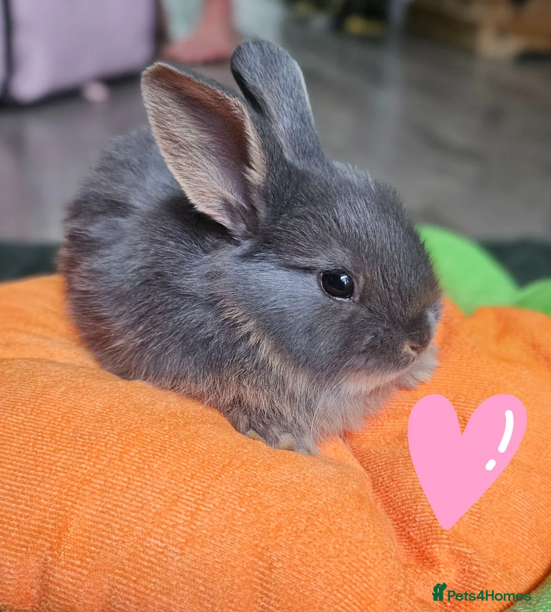 Mixed Breed rabbits for sale: Baby rabbits  in Crawley - Advert 1