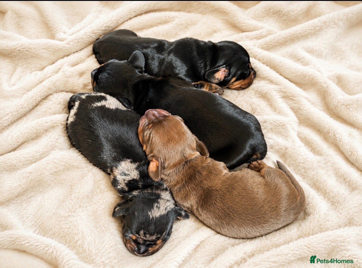 Miniature Dachshund dogs 4 KC Miniature Dachshund Puppies - Advert 3