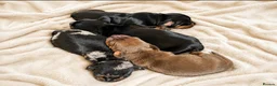 Miniature Dachshund dogs for sale: 4 KC Miniature Dachshund Puppies - Advert 1