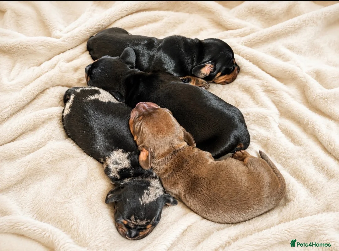 Miniature Dachshund dogs for sale: 4 KC Miniature Dachshund Puppies - Advert 1