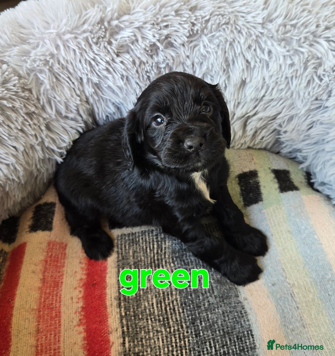 Cocker Spaniel dogs for sale: Outstanding cocker spaniel pups - Image 7