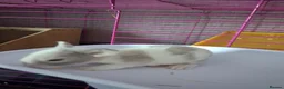 Mini Lop rabbits for sale: Mini lop babies in Redditch - Advert 6