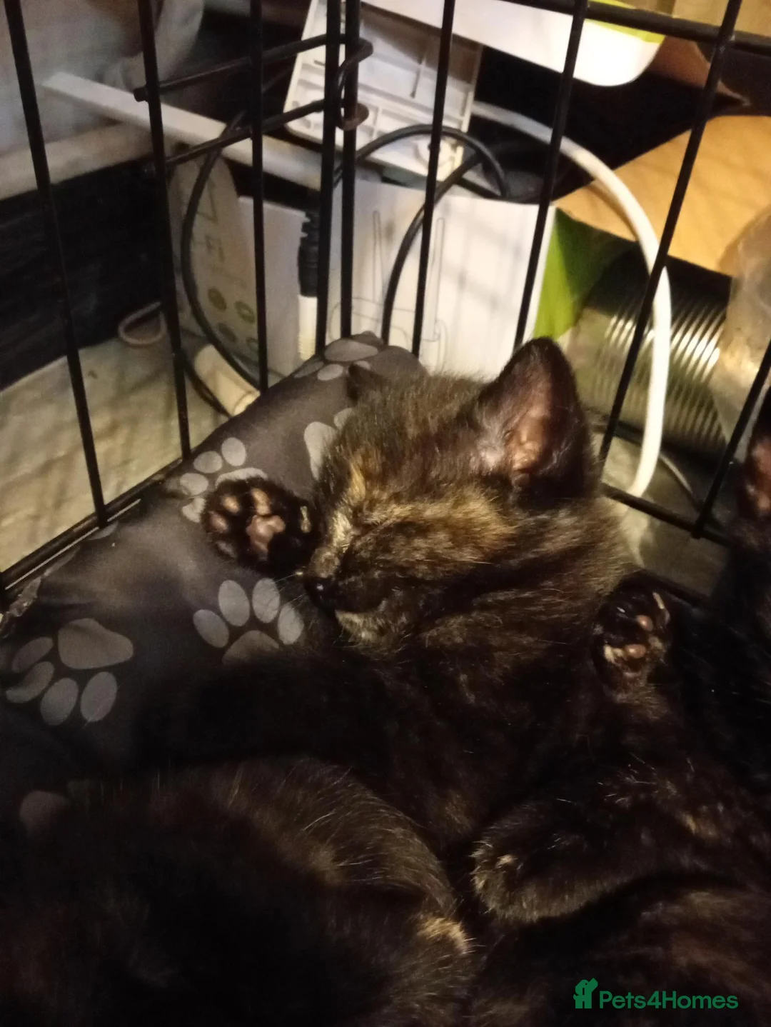 Mixed Breed cats for sale: 3 tortoise shell female kittens - Advert 2