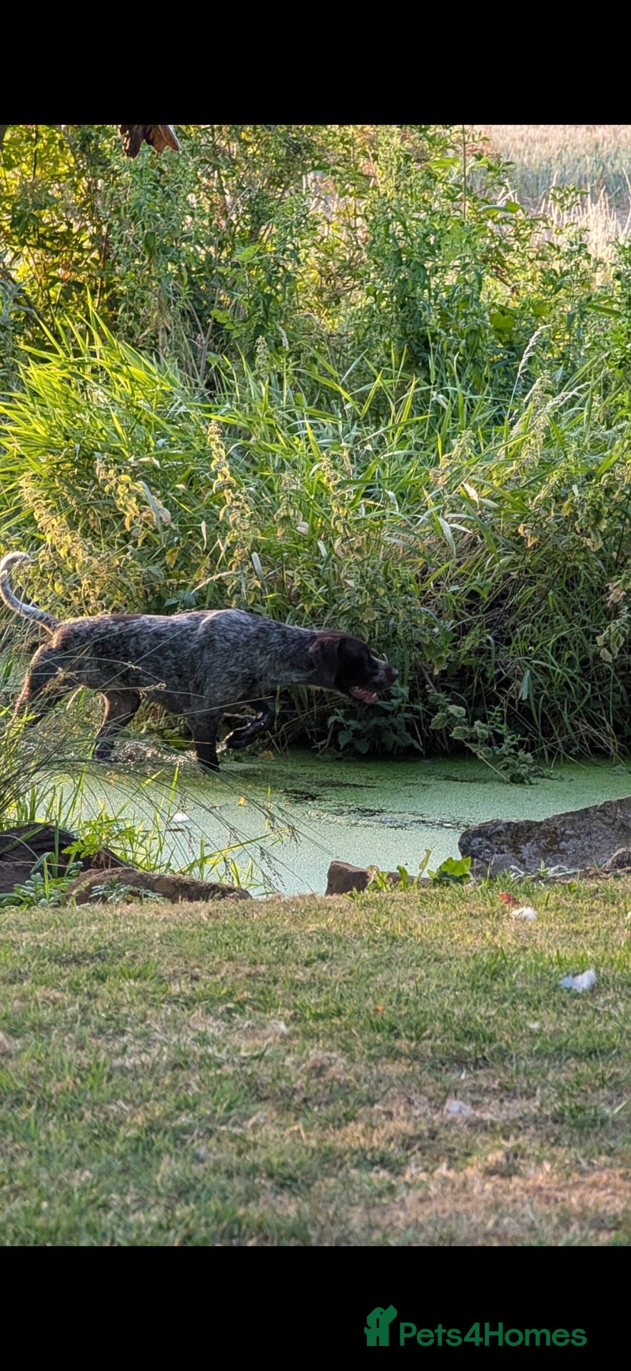 Mixed Breed dogs Male German pointers  - Advert 1