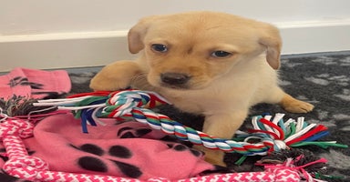 Labrador Retriever dogs - Advert 1