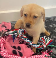 Labrador Retriever dogs - Advert 1