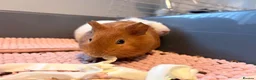 Guinea Pig rodents for sale: 2 Female guinea pigs (4 Months Old)  in Braunton - Advert 5