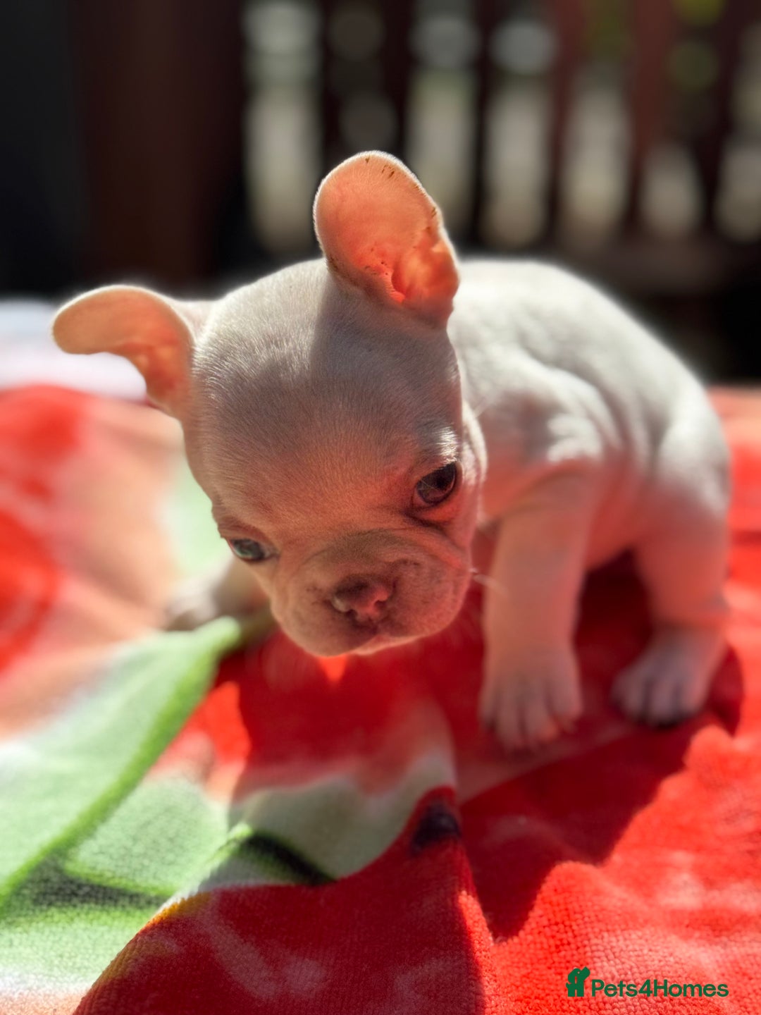 French Bulldog dogs for sale: Adorable French Bulldogs - Image 17