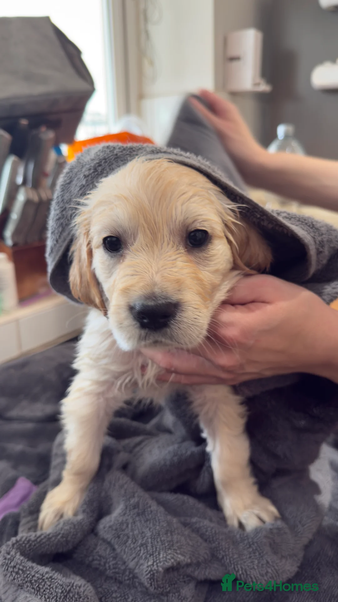 Golden Retriever dogs for sale: Gorgeous Golden Retriever Pups (last girl avail) - Advert 2