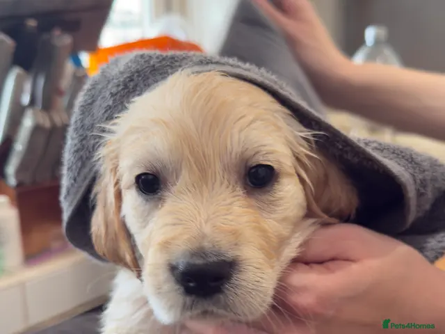 Golden Retriever dogs for sale: Gorgeous Golden Retriever Pups (last girl avail) - Advert 2