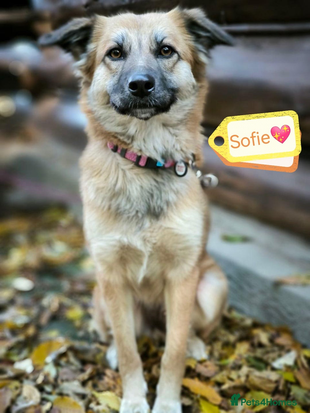 Mixed Breed dogs for adoption: 🐶💖 SOFIE 💖🐶 - Advert 3