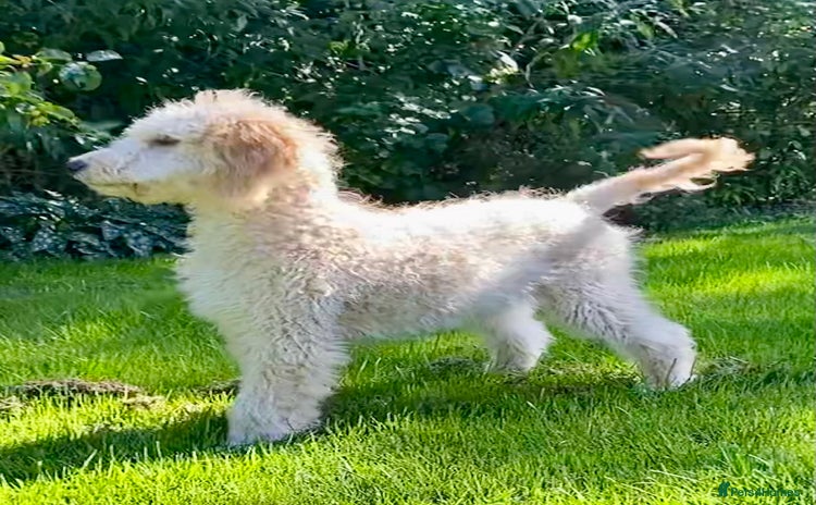Irish Doodle dogs - Advert 10