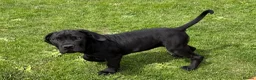 Boerboel dogs for sale: Females available from Topguard Kennels   - Advert 7