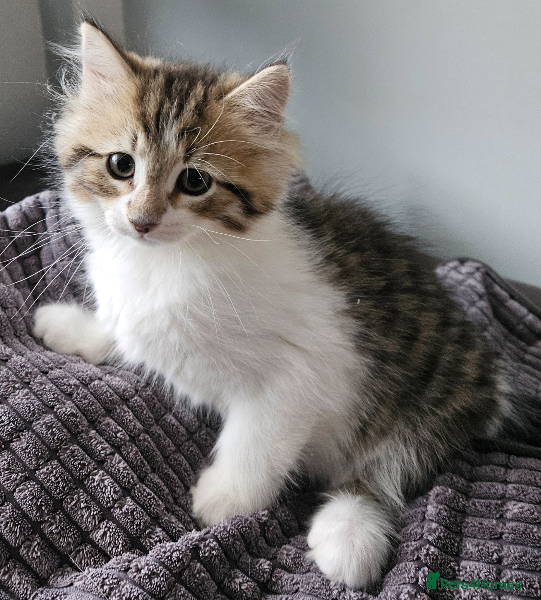 Siberian cats Beautiful Siberian kitten ready for a new home - Advert 1