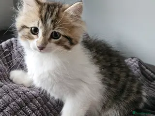 Siberian cats Beautiful Siberian kitten ready for a new home - Advert 1