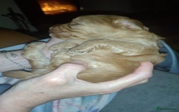 Cockapoo dogs for sale: F2 Cockapoo pups  - Image 15