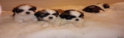 Shih Tzu dogs for sale: Shih Tzu puppies - Advert 3