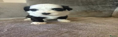 Havanese 3