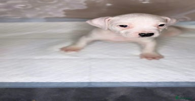 American Bulldog dogs - Advert 4