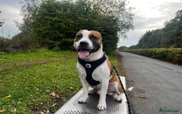 Staffordshire Bull Terrier dogs for stud: For stud FREE - Image 4