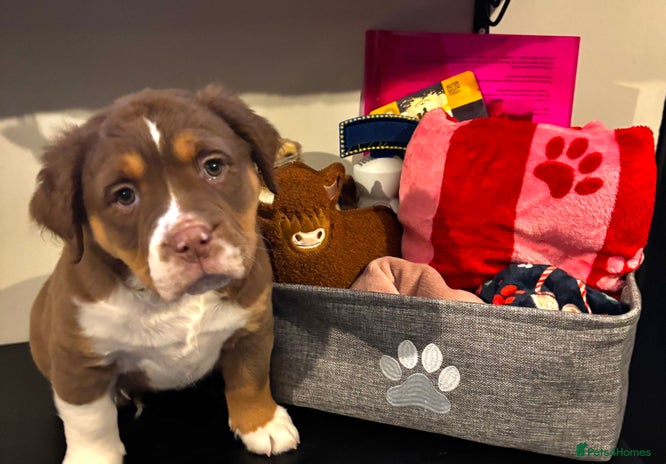 Olde English Bulldogge dogs ⭐️ REDUCED ⭐️ READY NOW ⭐️ - Advert 2