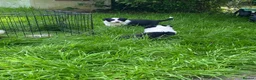 Border Collie dogs for sale: Border collie puppies - Advert 8