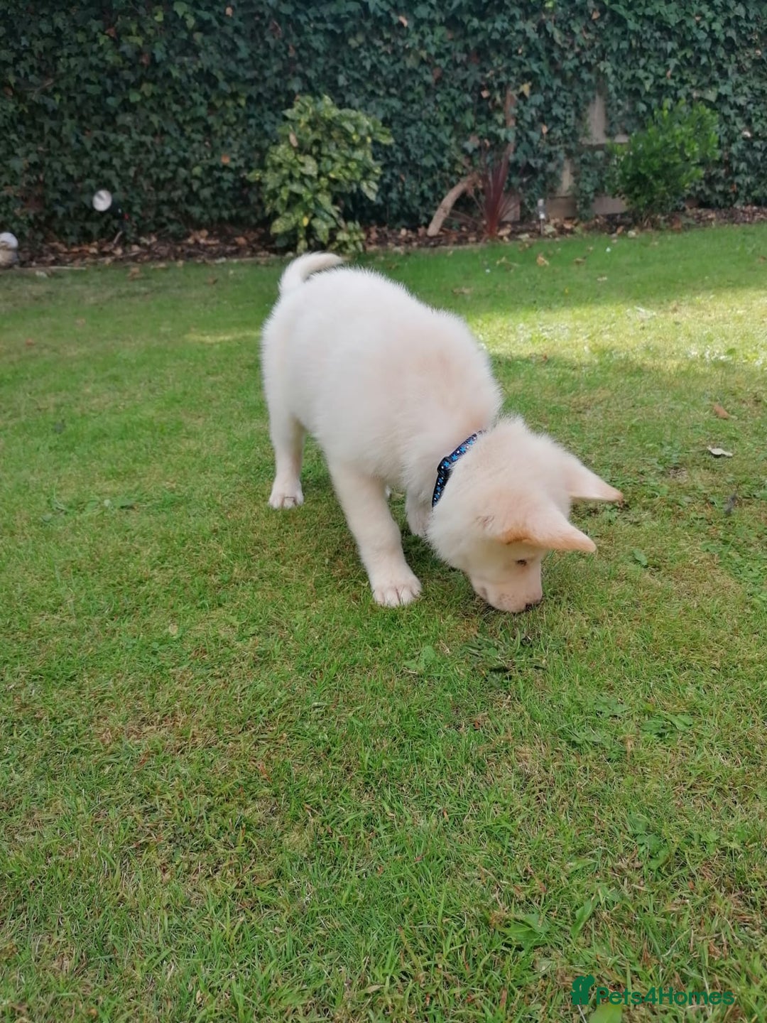 Mixed Breed dogs for sale: Ethically Raised German Shepherd x Lab Puppies - Advert 17