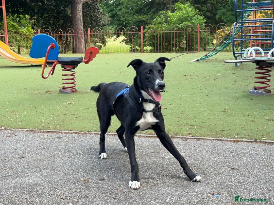 Mixed Breed dogs for sale: Marks rehoming add - Advert 4