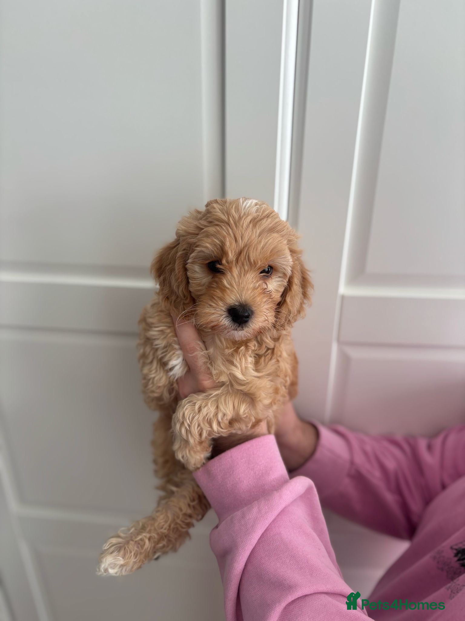 Cavapoochon dogs for sale: Stunning F1 Cavapoochon Puppies Healthy and Ready  in London - Advert 5