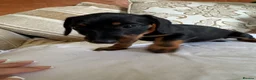 Miniature Dachshund dogs for sale: Beautiful miniature dachshunds - Advert 13