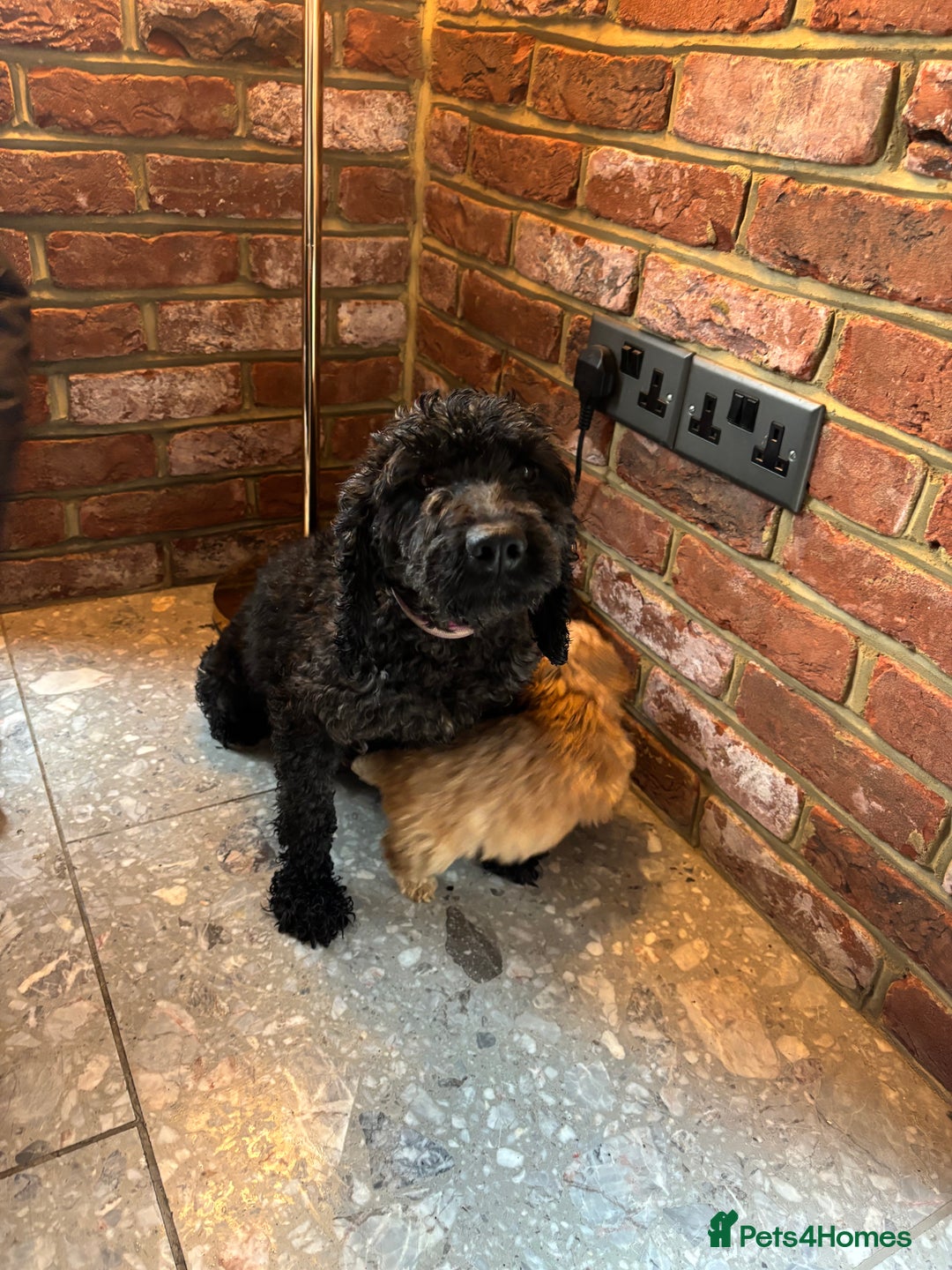 Cockapoo dogs for sale: 💙💗OUTSTANDING F1B COCKAPOOS💗💙 ready 16th jan - Advert 20