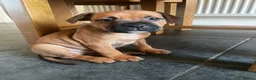 Staffordshire Bull Terrier dogs for sale: LAST 3 MALES RED STAFFY PUPS - Advert 14