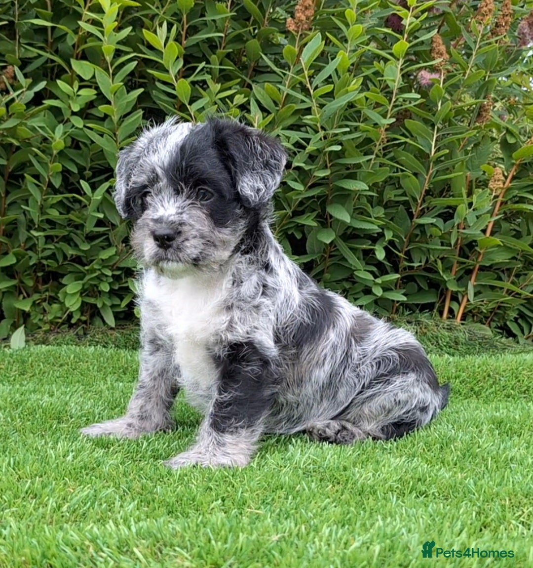 Miniature Poodle dogs for sale: Foodle French Bulldog X Poodle Ready Now - Image 12