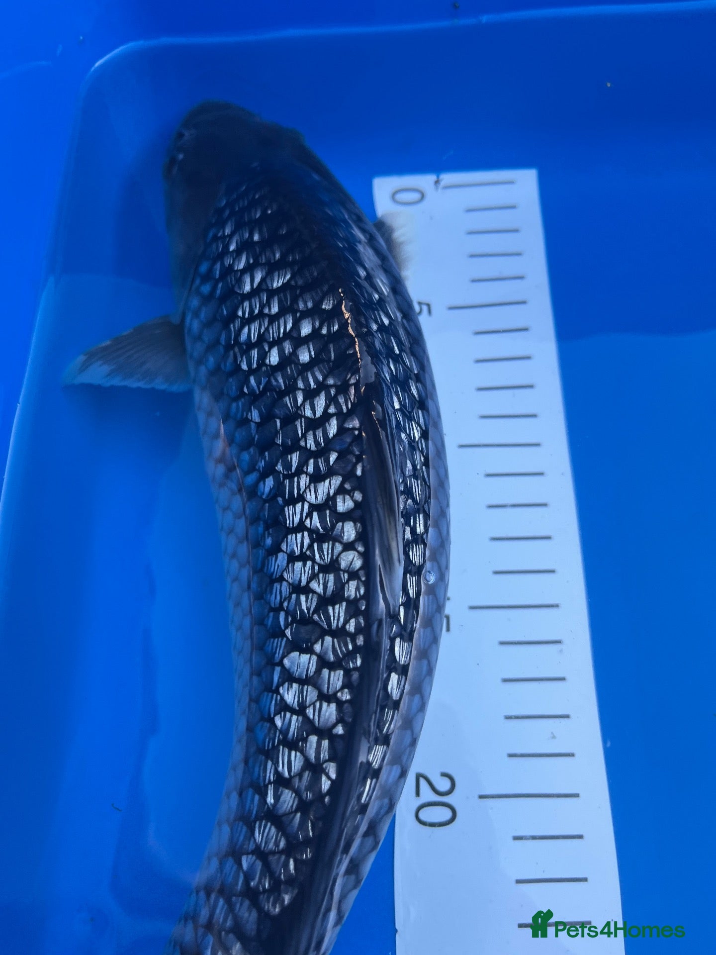 Koi Carp fish High quality Japanese koi for sale  - Advert 13