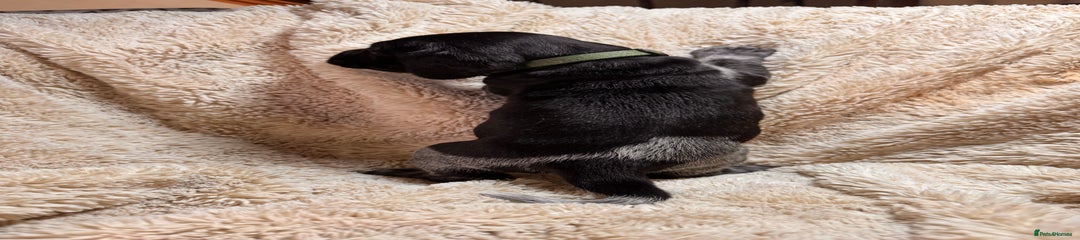 German Shorthaired Pointer Puppy 8