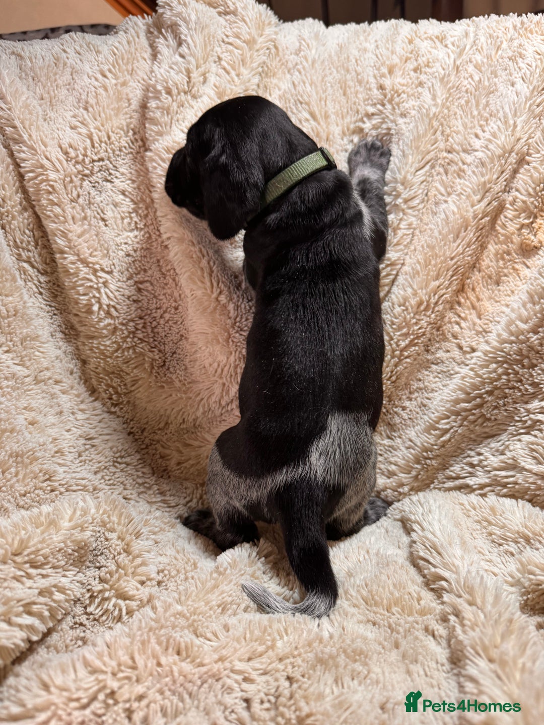 German Shorthaired Pointer dogs for sale: German Shorthaired Pointer Puppies - Leeds - Advert 23